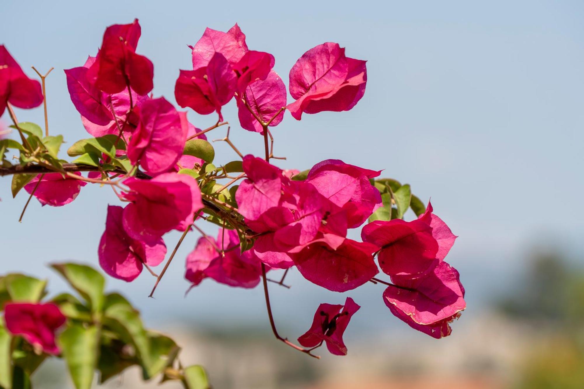 Vila Ionia House Selcuk Exteriér fotografie